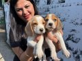Sağlık ve ırk garantili Beagle yavrularım
