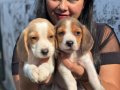 Sağlık ve ırk garantili Beagle yavrularım