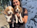 Sağlık ve ırk garantili Beagle yavrularım