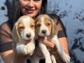 Sağlık ve ırk garantili Beagle yavrularım