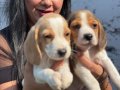 Sağlık ve ırk garantili Beagle yavrularım