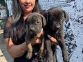 Safkan  ırk garantili canecorso yavrularım 