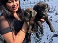 Safkan  ırk garantili canecorso yavrularım 