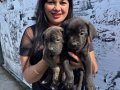 Safkan  ırk garantili canecorso yavrularım 