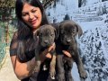 Safkan  ırk garantili canecorso yavrularım 