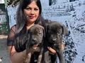 Safkan  ırk garantili canecorso yavrularım 
