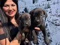 Safkan  ırk garantili canecorso yavrularım 