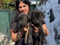 Safkan  ırk garantili canecorso yavrularım 