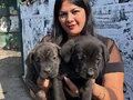 Safkan  ırk garantili canecorso yavrularım 