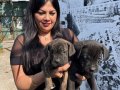 Safkan  ırk garantili canecorso yavrularım 