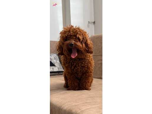 ORİJİNAL TOY POODLE 