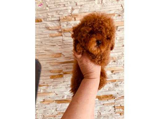 Orj toy poodle