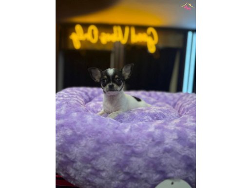 Orj Tcup chihuahua (şivava) bebeklerimiz