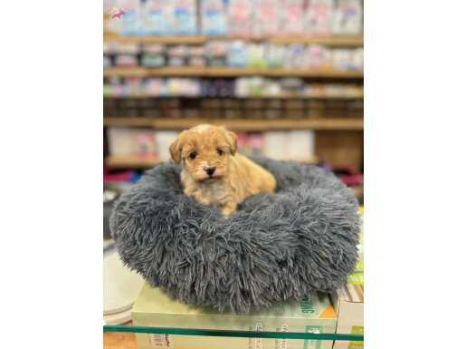 Orj. Maltipo bebeklerimiz