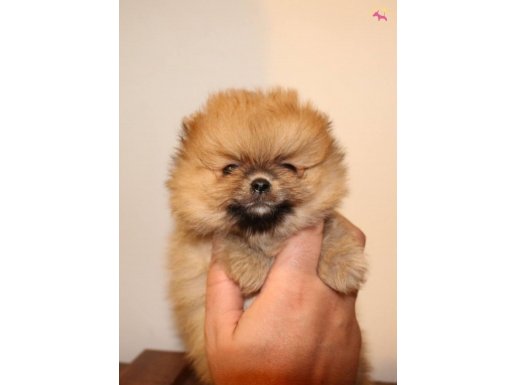 Orj Pomerian boo bebeklerimiz