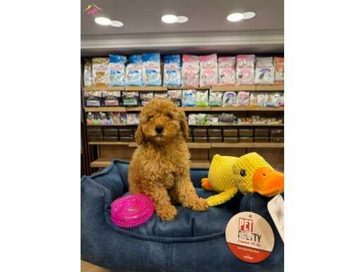 Orj Toy poodle bebeklerimiz