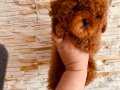 Orj KORE TOY POODLE