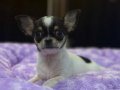 Orj Tcup chihuahua (şivava) bebeklerimiz