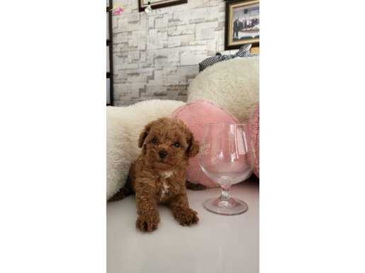 Poodle ayarında Maltipo