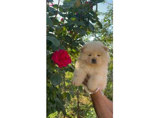 ÜST KALİTE CHOW CHOW 