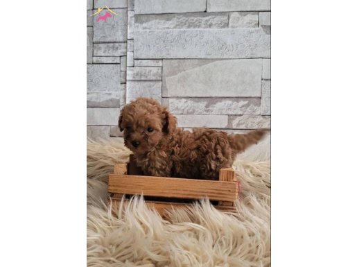 Toy Poodle ırk garantili 