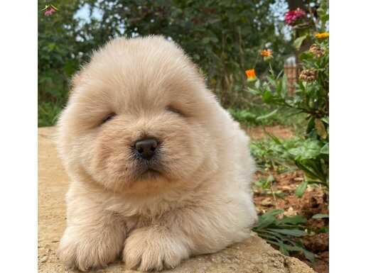 CHOW CHOW AYI YAVRUSU 