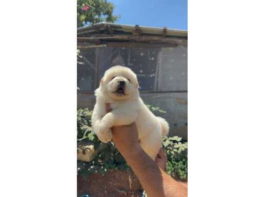 ÜST KALİTE CHOW CHOW 