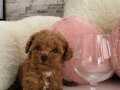 Poodle ayarında Maltipo