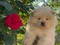 ÜST KALİTE CHOW CHOW 
