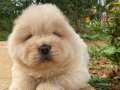 CHOW CHOW AYI YAVRUSU 
