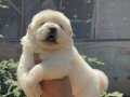 ÜST KALİTE CHOW CHOW 