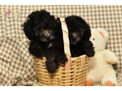 Silver toy poodle 