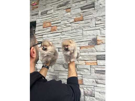 Birbirinden güzel pomarıan bebeklerimiz sizleri bekliyor 