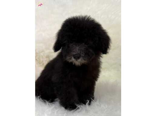 Silver poodle 