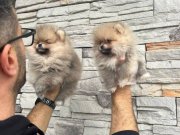 Birbirinden güzel pomarıan bebeklerimiz sizleri bekliyor 