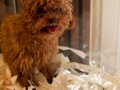 Zeki oyuncu antialerjik tuy dökmeyen poodle bebeklerimiz 