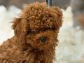Zeki oyuncu antialerjik tuy dökmeyen poodle bebeklerimiz 