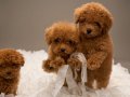 Zeki oyuncu antialerjik tuy dökmeyen poodle bebeklerimiz 
