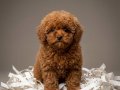 Zeki oyuncu antialerjik tuy dökmeyen poodle bebeklerimiz 