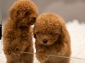 Zeki oyuncu antialerjik tuy dökmeyen poodle bebeklerimiz 