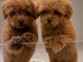 Zeki oyuncu antialerjik tuy dökmeyen poodle bebeklerimiz 