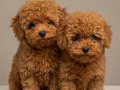 Zeki oyuncu antialerjik tuy dökmeyen poodle bebeklerimiz 