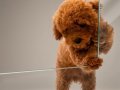 Zeki oyuncu antialerjik tuy dökmeyen poodle bebeklerimiz 
