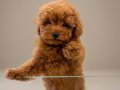 Zeki oyuncu antialerjik tuy dökmeyen poodle bebeklerimiz 