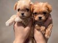 Sevimli oyuncu maltipoo lar 