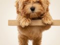 Sevimli oyuncu maltipoo lar 