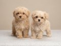Sevimli oyuncu maltipoo lar 