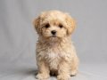 Sevimli oyuncu maltipoo lar 