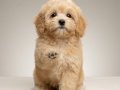 Sevimli oyuncu maltipoo lar 