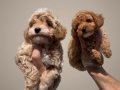 Sevimli oyuncu maltipoo lar 